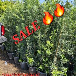 huge sale podocarpus  clusias  and arecas all sizes  available  Instant  Privacy  Hedge  