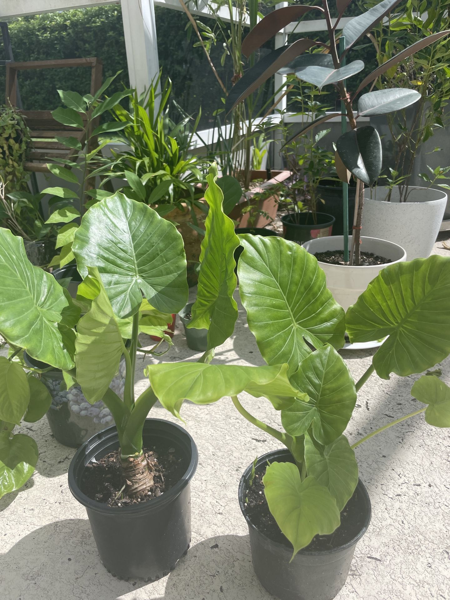 5$ Plant