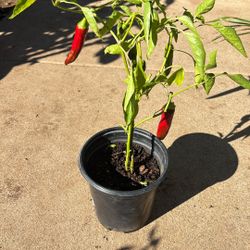 Pepper Plant / Planta De Chile