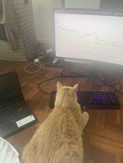 Not For Sale: Kitty Accountant