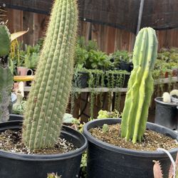Cactus And Succulents 