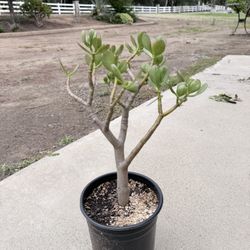 Jade Plant