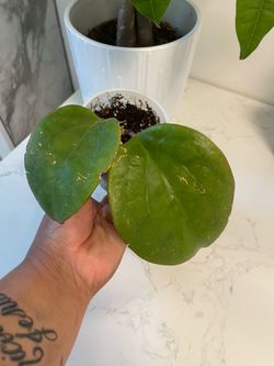 Hoya Surigaoensis