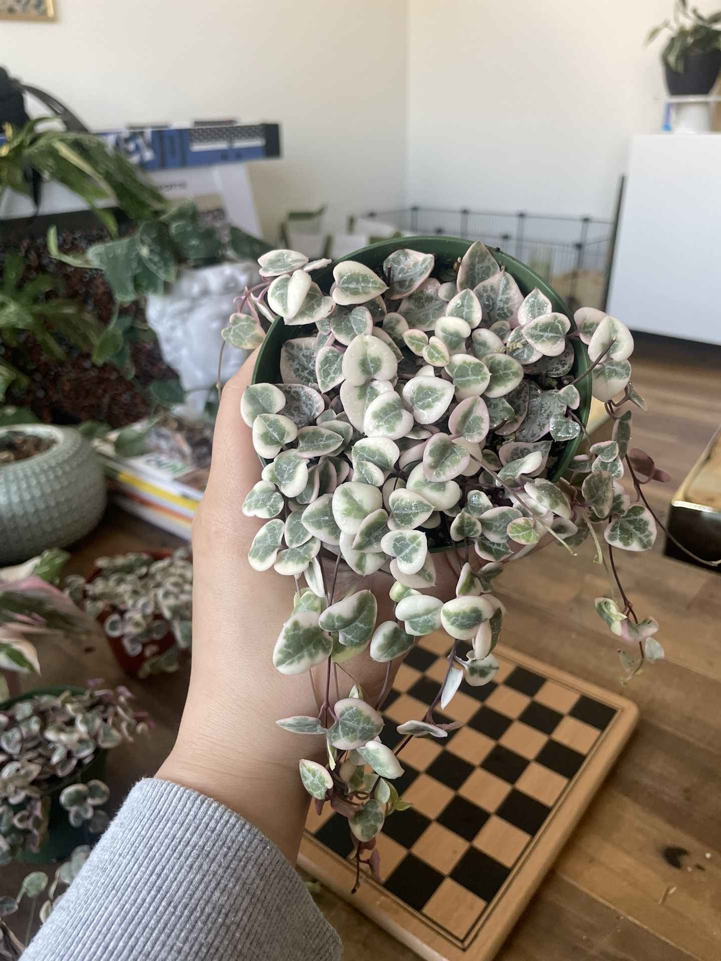 Variegated String If Hearts