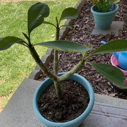 Hawiian Plumeria