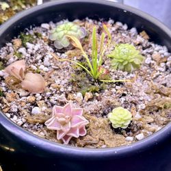 Carnivorous Plant Bog