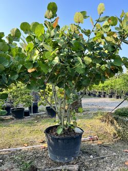 Seagrape 45 Gal Specimen