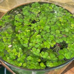 Duckweed 