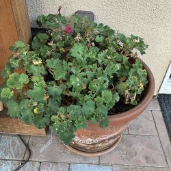 Free Geraniums Plants 