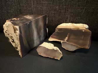 Petrified Wood