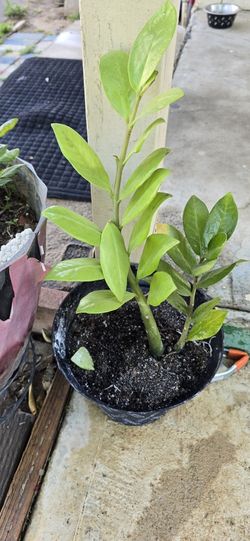 Planta