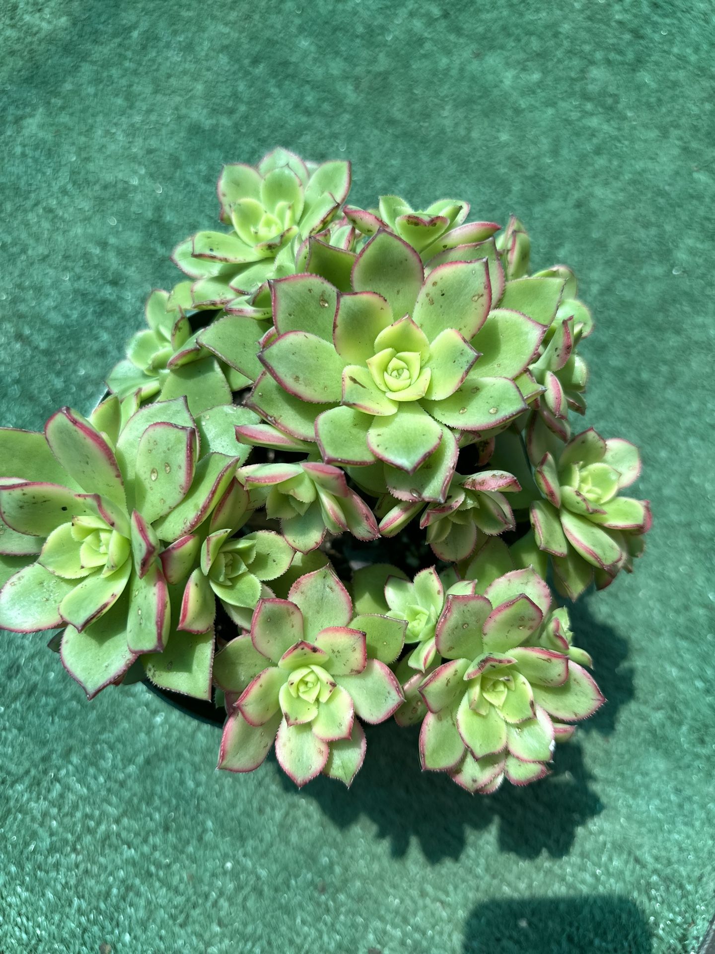 Plants for Sale! (Aeonium Kiwi)