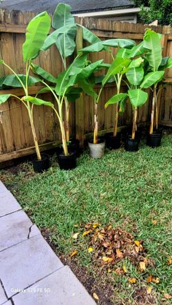 Potted Banana Trees