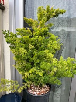 Asparagus fern plant/tree/bush
