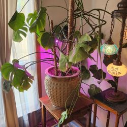 Monstera Plant