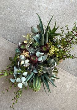 Big box of succulents