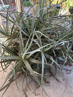 FREE.  FREE.  Massively Overgrown Aloe Vera Plant