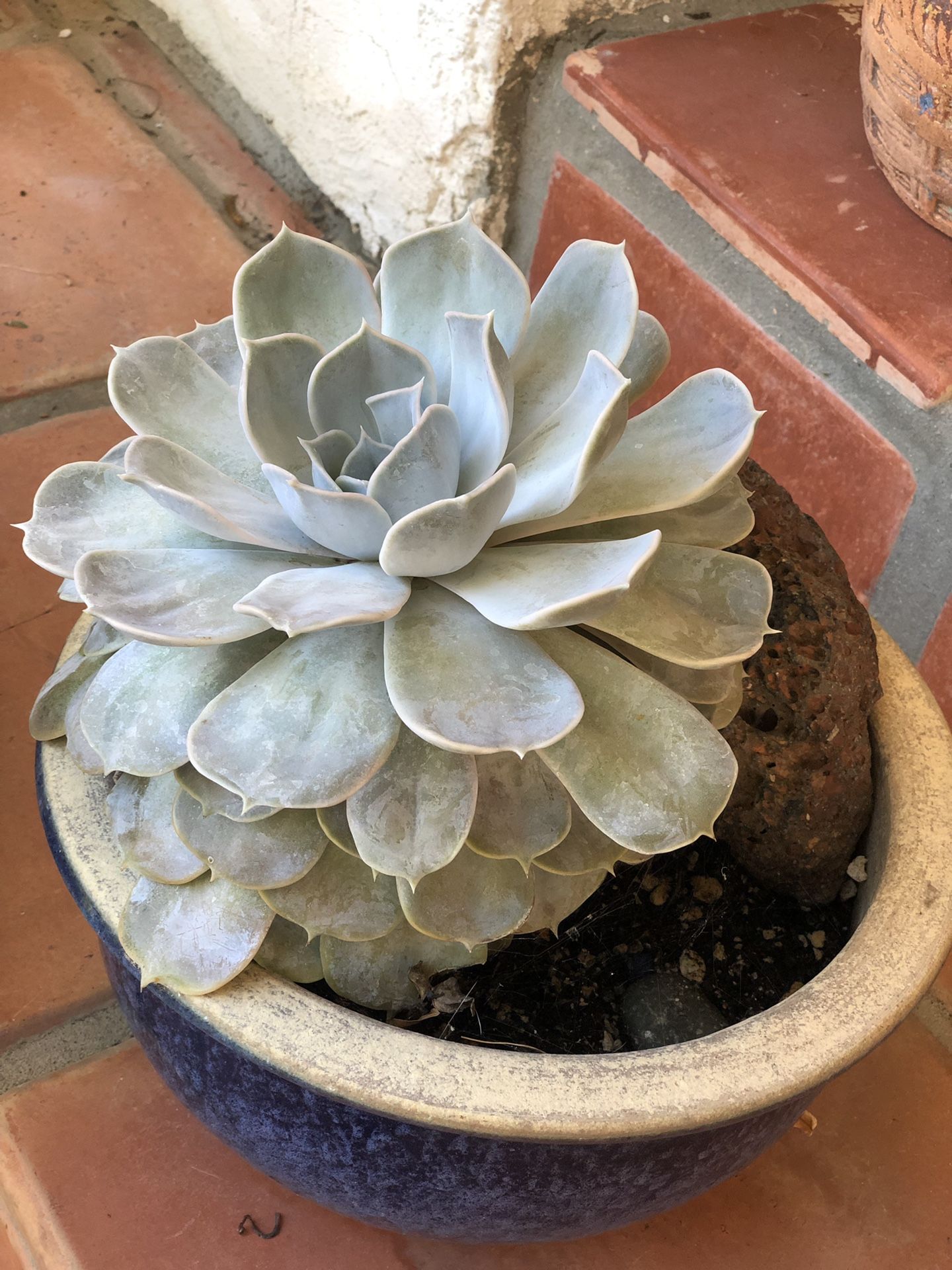 Big Blue Grey Succulent + Pot