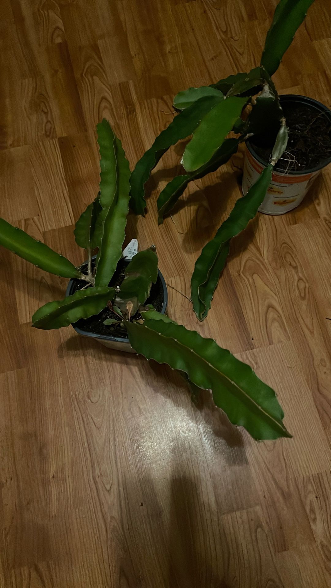 Dragon Fruit Plants $6 Each 