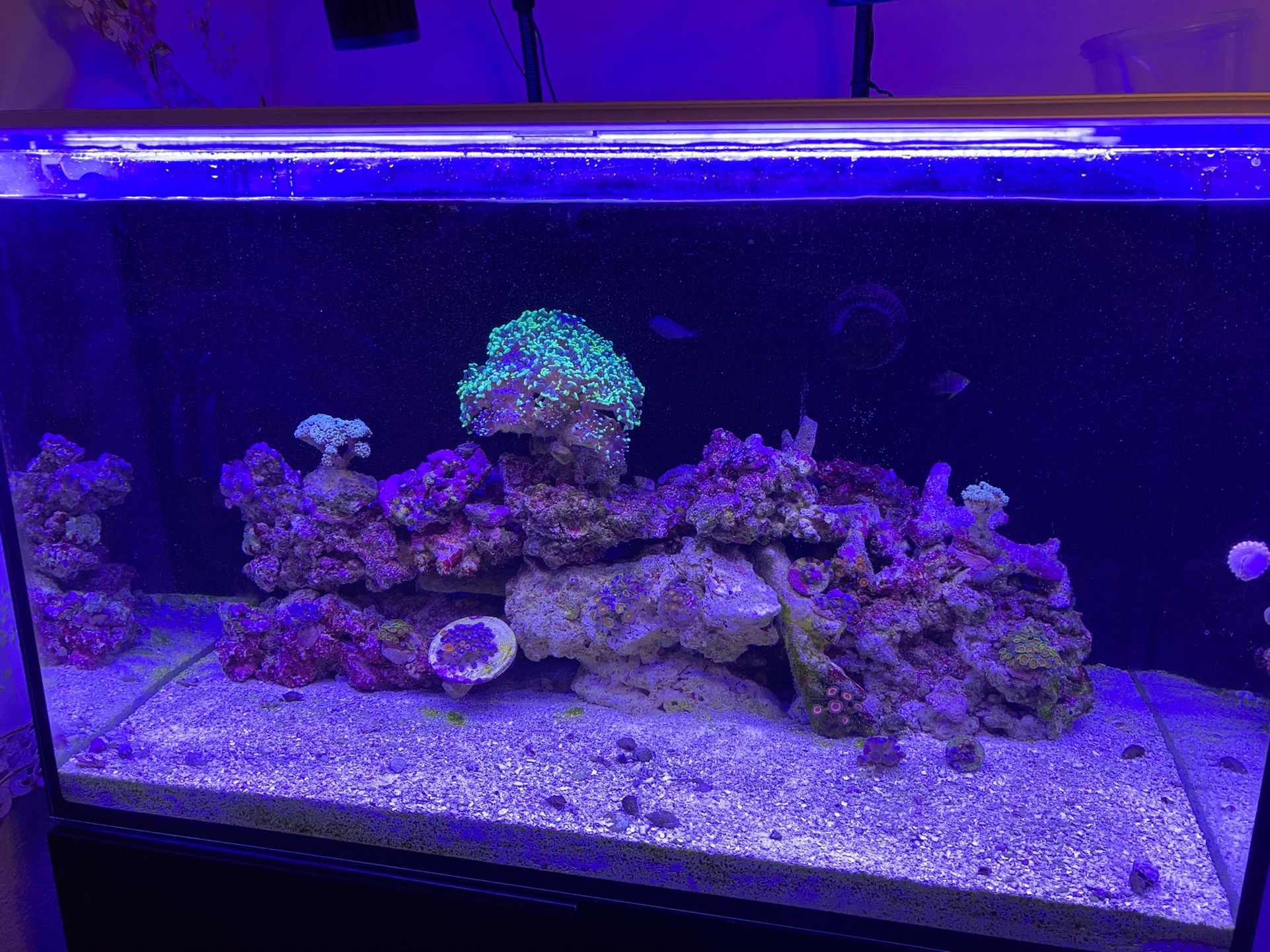 Pair Of Light For Fish Tank