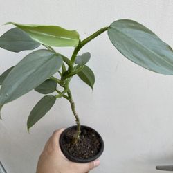 Beautiful Philodendron Silver Sword Plant 
