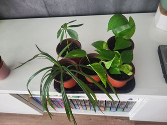 Pothos and House Plants -- well rooted and ready to move into new home -- $4.99 if bought as TakeAll
