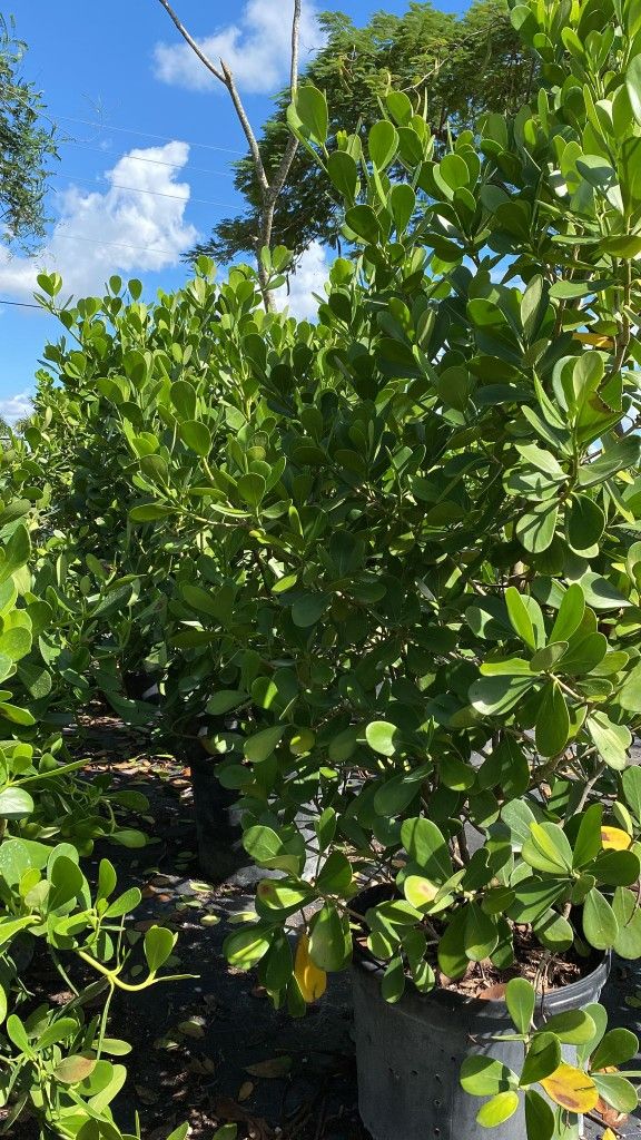 Clusia Privacy Hedges 25gl 7ft $95