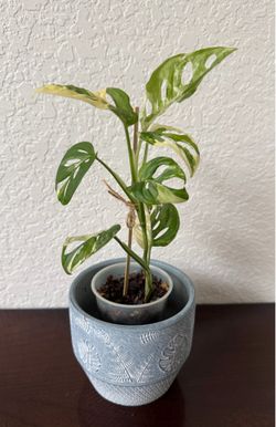 Monstera Adansonii Swiss cheese plant 3.75” cup