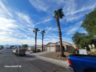 Free Palm Trees Fully Grown You Pull Out and Sell Them