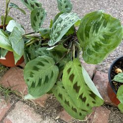 Plants For Sale 10 Each 