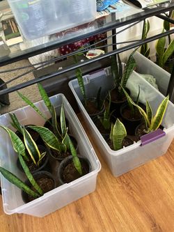Plants $10