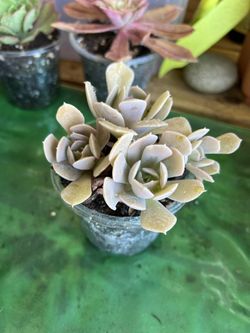 Small Succulent Cutting