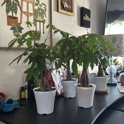 Money Tree Plants PACHIRA AQUATICA