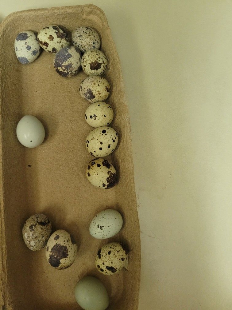 Quail Eggs Celedon And Jumbo Pharaoh