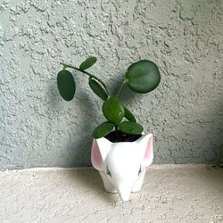 Silver dollar Vine  Plant 