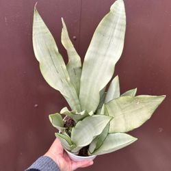 sansiveria moonshine