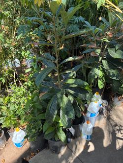 Loquat Fruit Tree