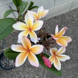 Plumeria