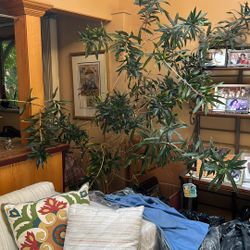 Dracaena