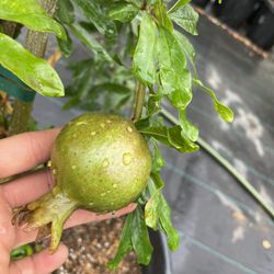Wonderful Pomegranate Trees And White Pomegranate Trees 