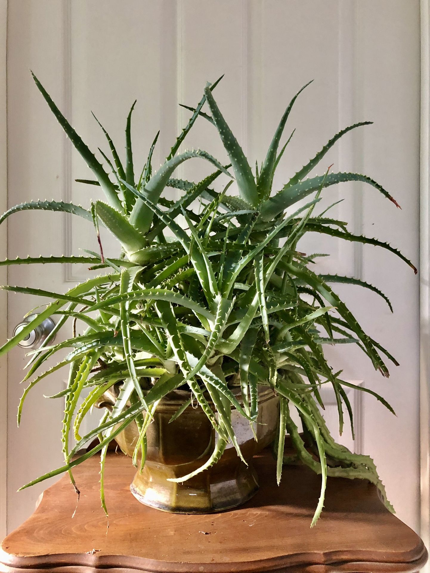 Aloe Vera Plant