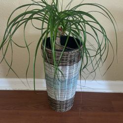 Pony Tail Palm In Planter