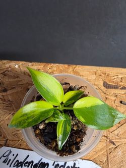 Philodendron Tortum Hybrid Variegated
