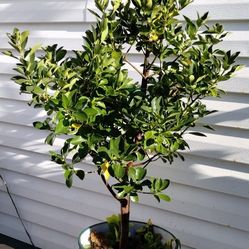 Japanese Euonymus Shrub 
