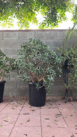 Huge jade plant /arbol de jade