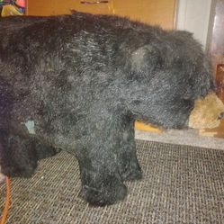 Black bear forrtstiolll