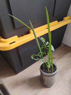 Medjool Date Palms and citrus