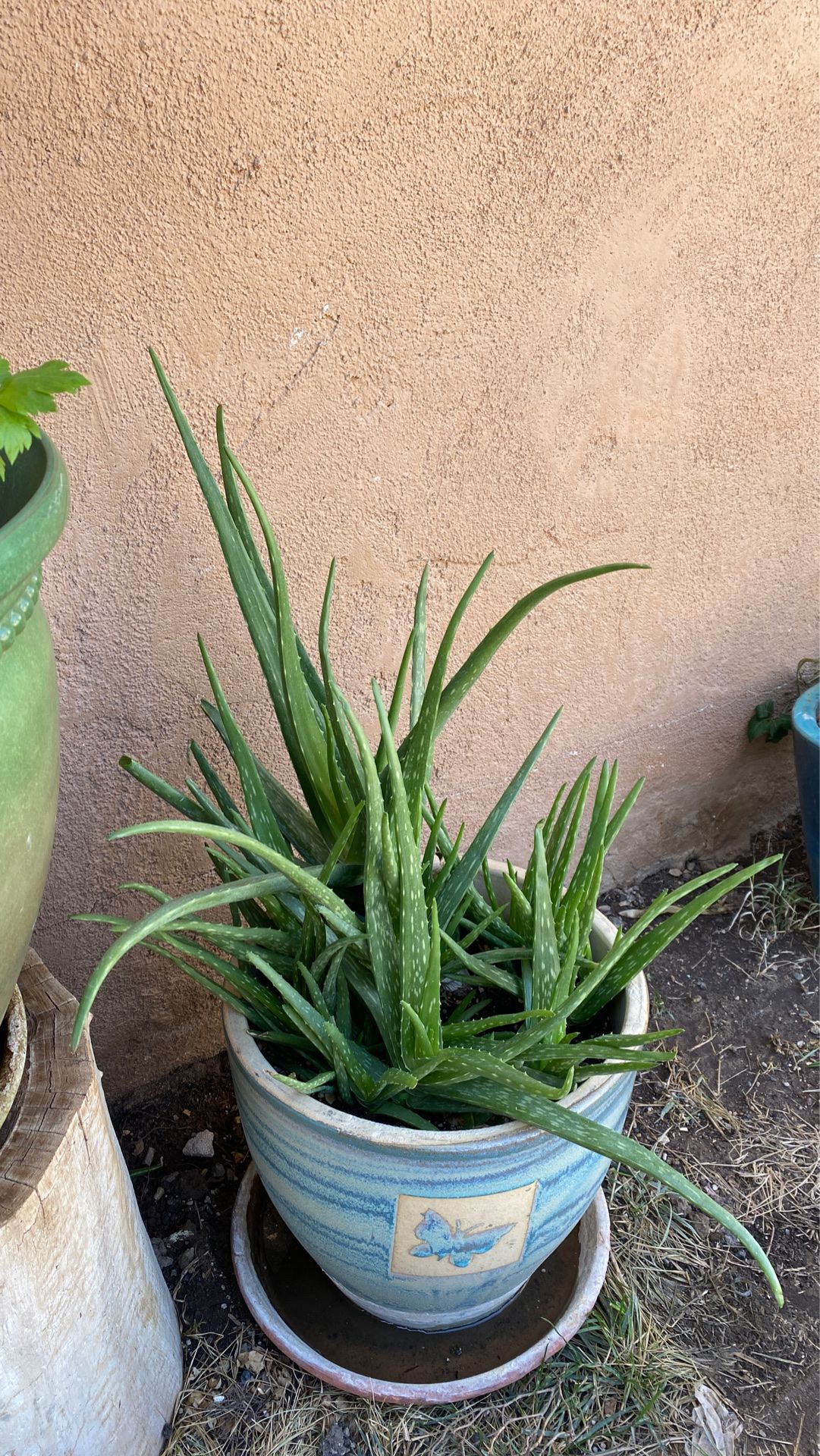 Aloe Vera ( Sabina) plants