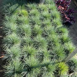 Succelents And Grasses