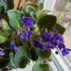 Violet flower cuttings